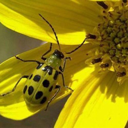 Peak Summer Insect Times